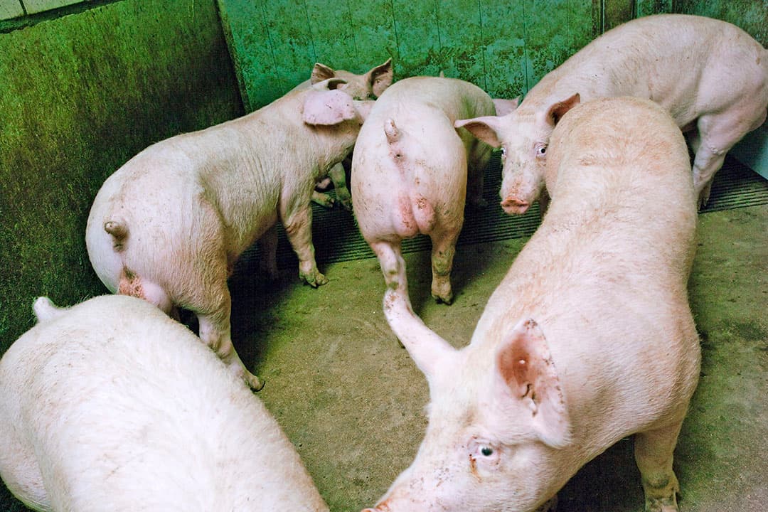 De gestegen voerkosten werpen een nieuw licht op het houden van beren. De niet-gecastreerde varkens gaan een stuk efficiënter met voer om dan borgen. Voor het grootbrengen van een borg is door de bank genomen zo’n 10% meer voer nodig. - Foto: Bart Nijs Fotografie