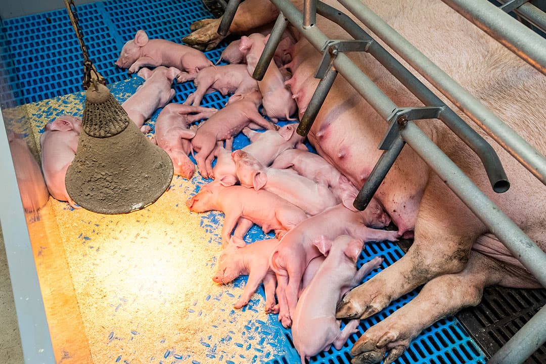 Het management bepaalt hoe gezond de biggen zijn, te beginnen met de biestopname. - Foto: Ronald Hissink