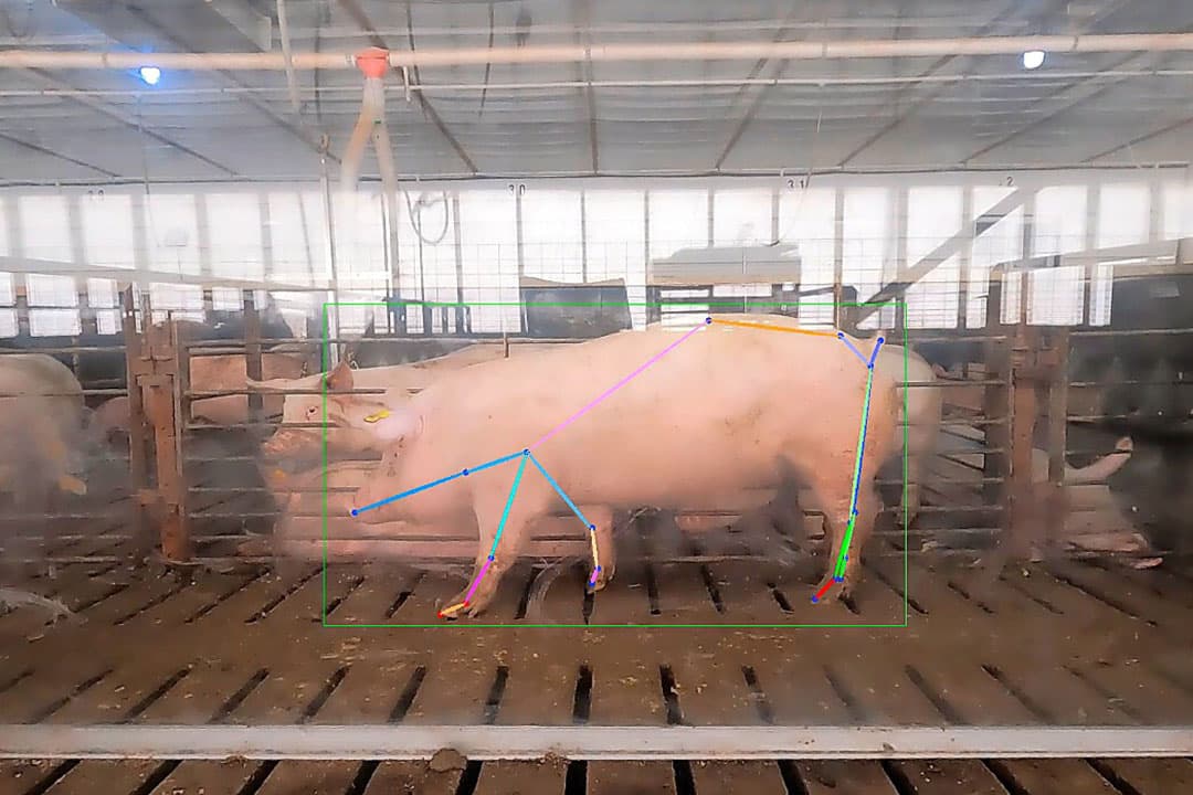 Digitale selectie wordt door PIC toegepast om de stand van het beenwerk te scoren. Het programma is uitgebreid naar het scoren van beweging. - Foto PIC