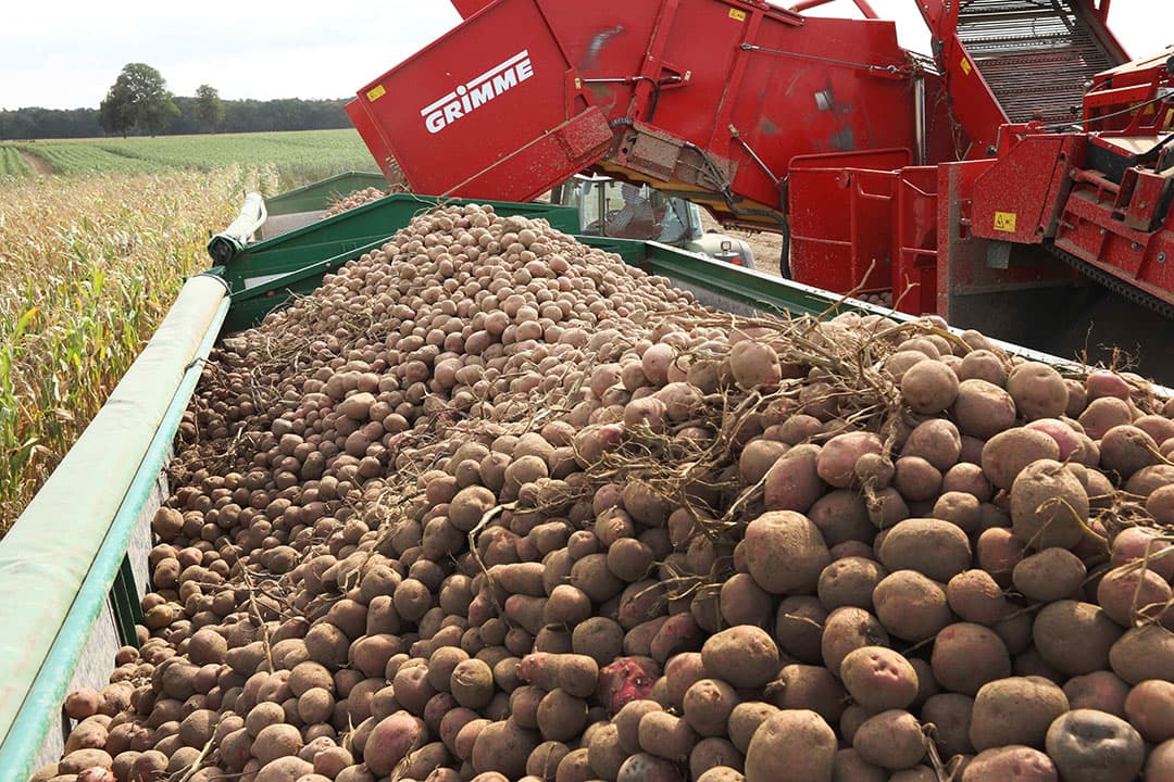 Het Duitse ministerie mikt op een gemiddelde opbrengst van 38 ton aardappelen per hectare, 12% minder dan vorig jaar. - Foto: Henk Riswick