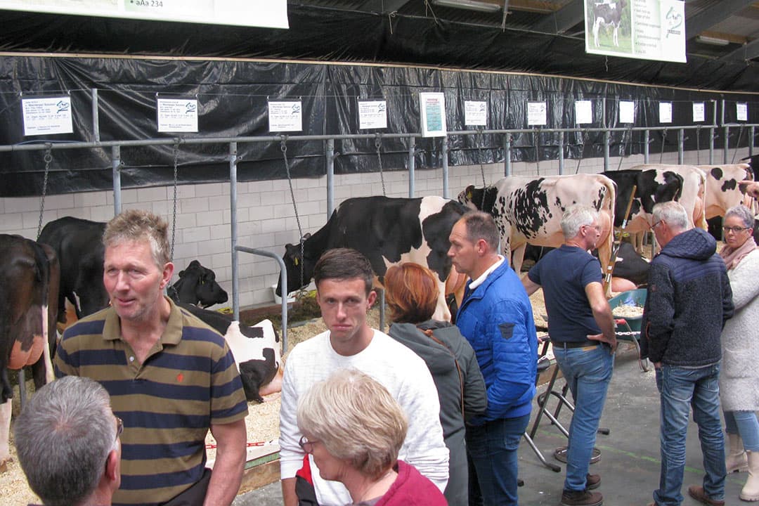 KI Kampen en Van der Sluis Agri hielden woensdag en donderdag open dagen in Genemuiden (Ov.). Ki Kampen had vijf dochtergroepen van zes dieren bij elkaar gebracht. - Foto's: Robert Prins