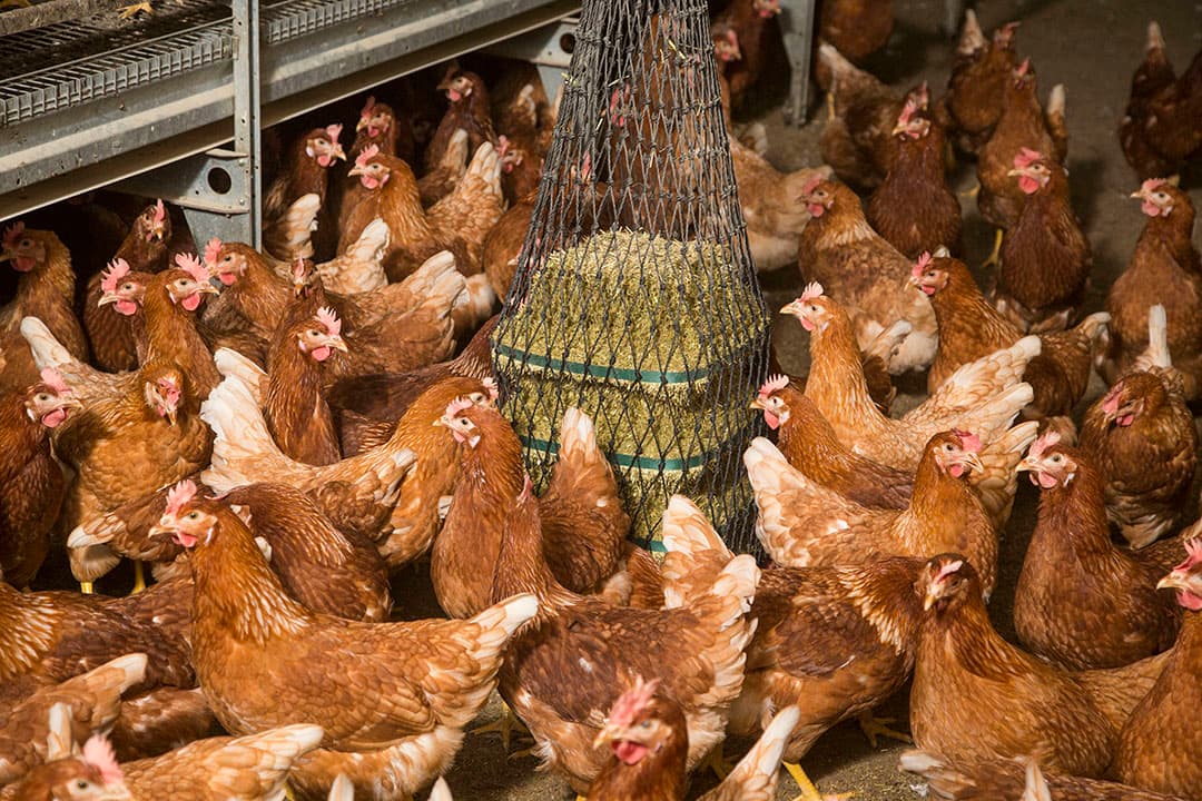 De ontwerprichtlijn van de Europese Commissie geeft de kwalificatie van ‘agro-industriële installatie’ aan bedrijven met meer dan 150 grootvee-eenheden (150 melkkoeien of 375 kalveren of 10.000 leghennen of 500 vleesvarkens of 300 zeugen). Foto: Koos Groenewold