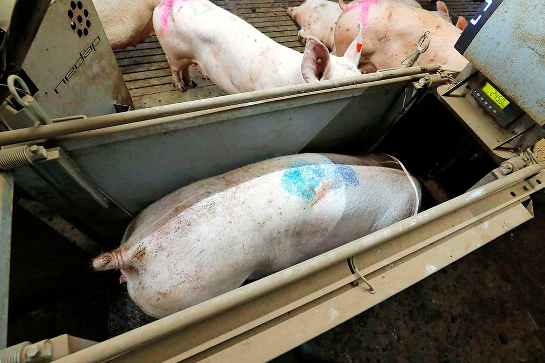 Door individueel wegen van zeugen bij het voerstation kan er gerichter gevoerd worden. Dit komt resultaten ten goede en scheelt in voergebruik. - Foto: Bert Jansen