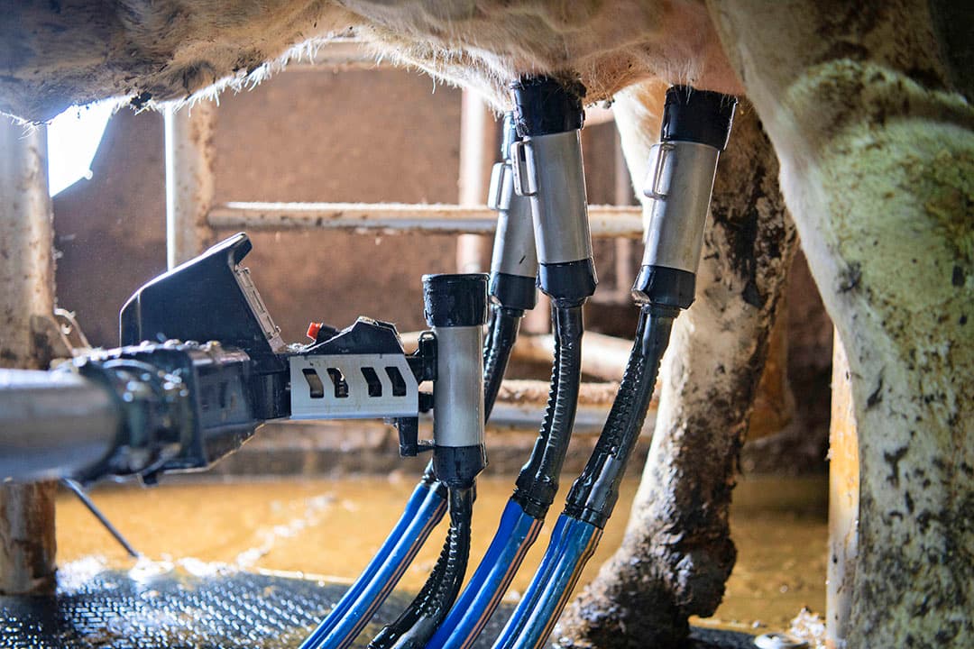 Het juiste afnamemoment is belangrijk voor de melktijd en uiergezondheid. Te lang blind melken is schadelijk voor de speenconditie en verhoogt de kans op uierontsteking. Te vroeg afnemen geeft meer achtergebleven losse melk en lekkende spenen. - Foto: Mark Pasveer