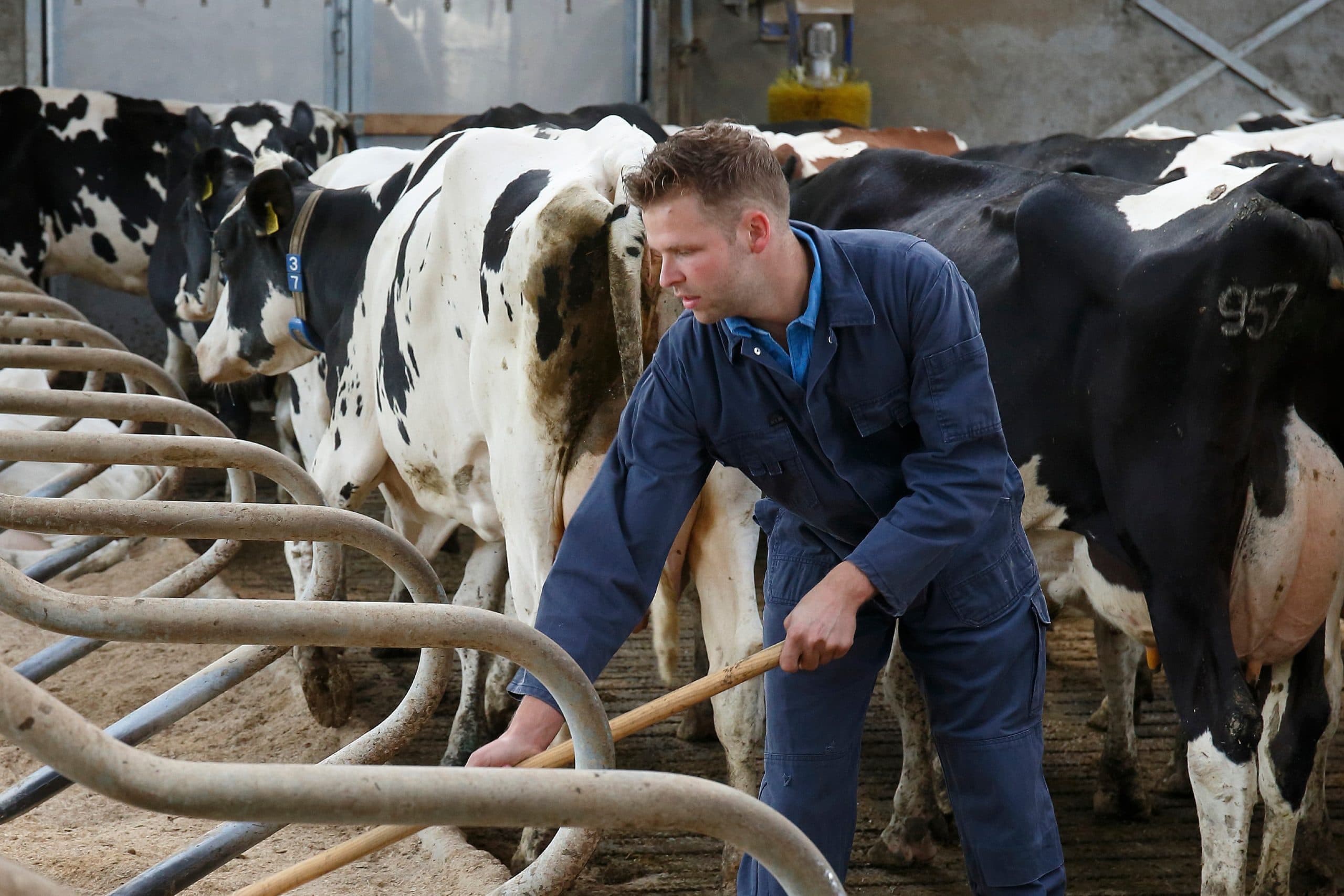Jeroen Huiskamp fokt consequent op gezonde koeien en let bij zijn stierkeuze goed op uiergezondheid. Daarom is het gemiddelde tankcelgetal met 53 laag. Goed reinigen van ligboxen draagt daar ook aan bij. - Foto's: Hans Prinsen