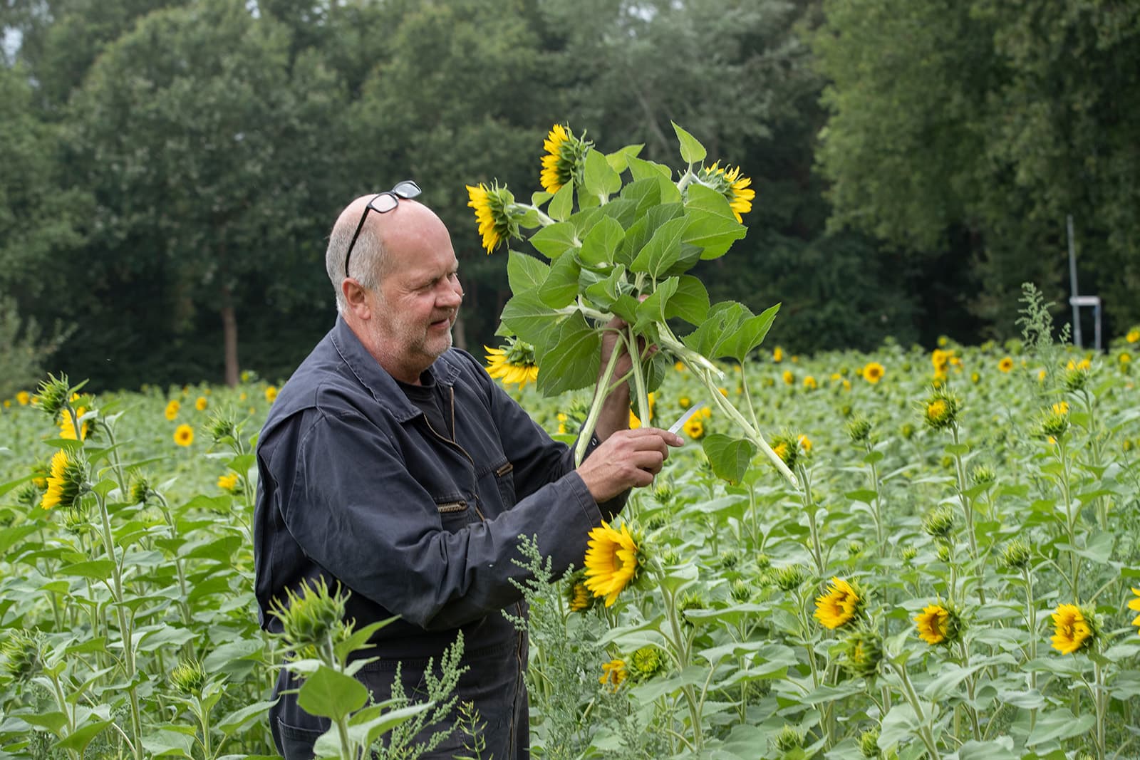 Akkerbouwer Hendrik Luth uit Wedde wil positiviteit uitstralen met zijn zonnebloemen. - Foto's: Hans Banus