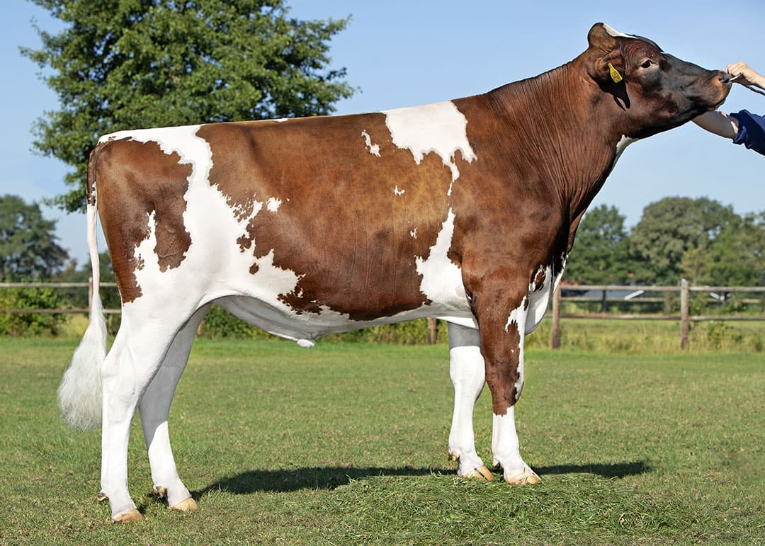 De roodbonte Andauer is een fraaie stier met balans en conditie. Zijn DNA gegevens zijn nog niet opgenomen in zijn index - Foto: Alger Meekma