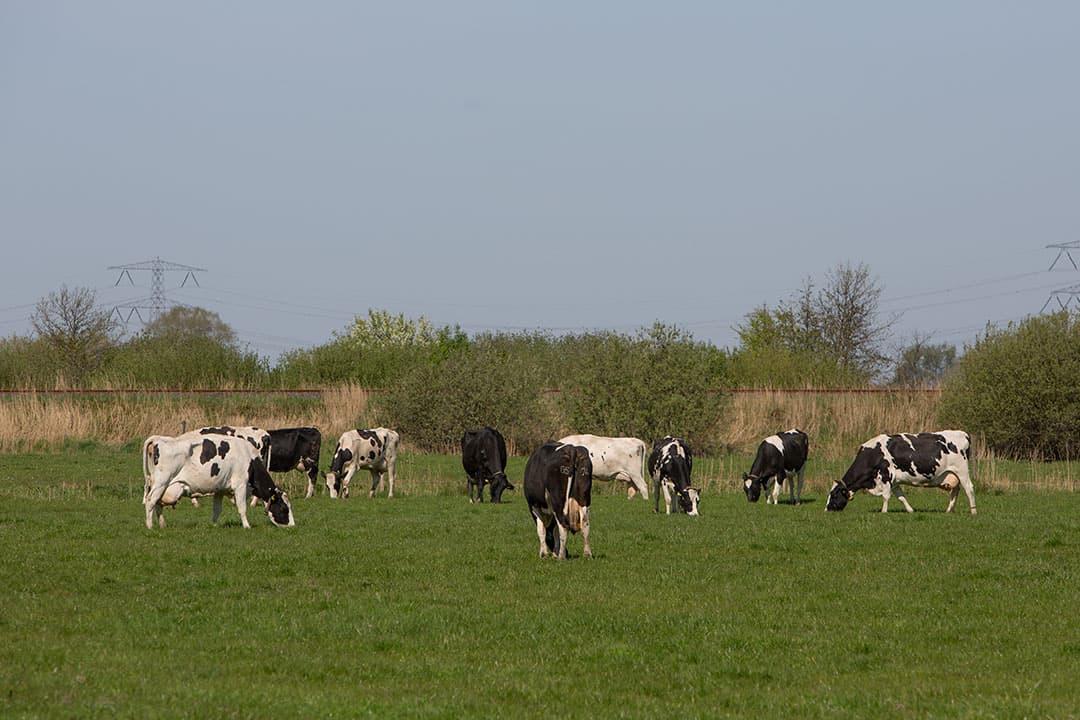 Foto: Peter Roek