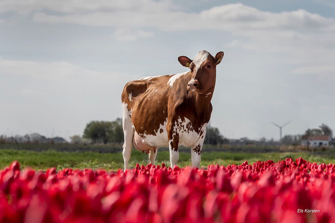 Noors Roodbont x Holstein gekruiste koe in Nederland. - Foto: Els Korsten