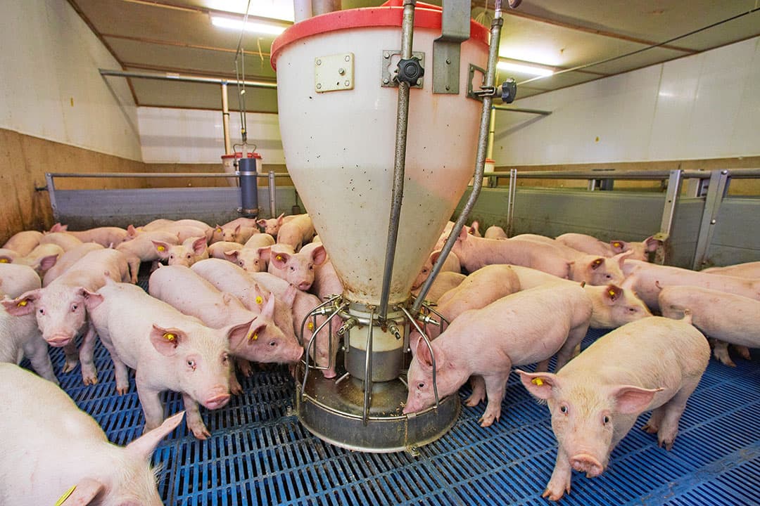 Bij een hoog toomrendement worden zoveel mogelijk geboren biggen voor de maximale prijs verkocht. Door het verlagen van de uitval, zowel voor als na het spenen, is het kengetal snel te verbeteren. - Foto: Van Assendelft Fotografie