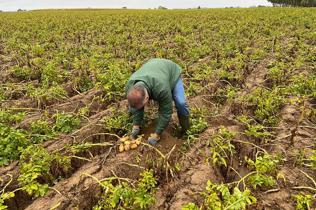 Johan Watté teelt in het Belgische Zwalm 112 hectare fritesaardappelen. Hij vraagt zich af wat er nog aan Fontane bijgroeit nu het is gaan regenen. - Foto: Leo Tholhuijsen