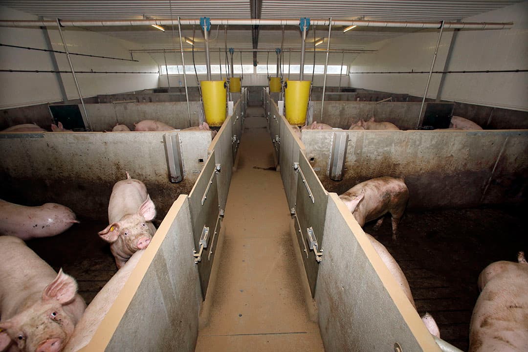 Met behulp van technologie wordt gekeken waar varkens zich gedurende de dag in het hok bevinden en wanneer en hoe actief ze zijn. - Foto: Bert Jansen