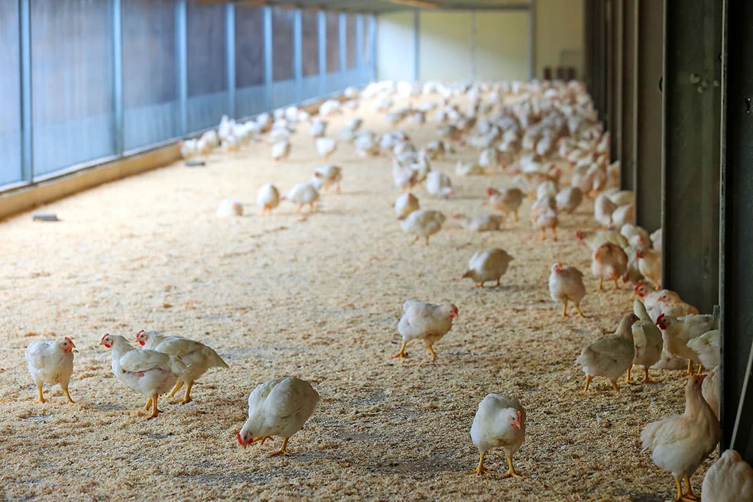 Sommige vleeskuikenhouders vrezen dat de eisen van Beter Leven-keurmerk 1 ster strenger zullen worden. Mag over een aantal jaar de overdekte uitloop niet meer meegeteld worden voor de bezetting? - Foto: Bert Jansen