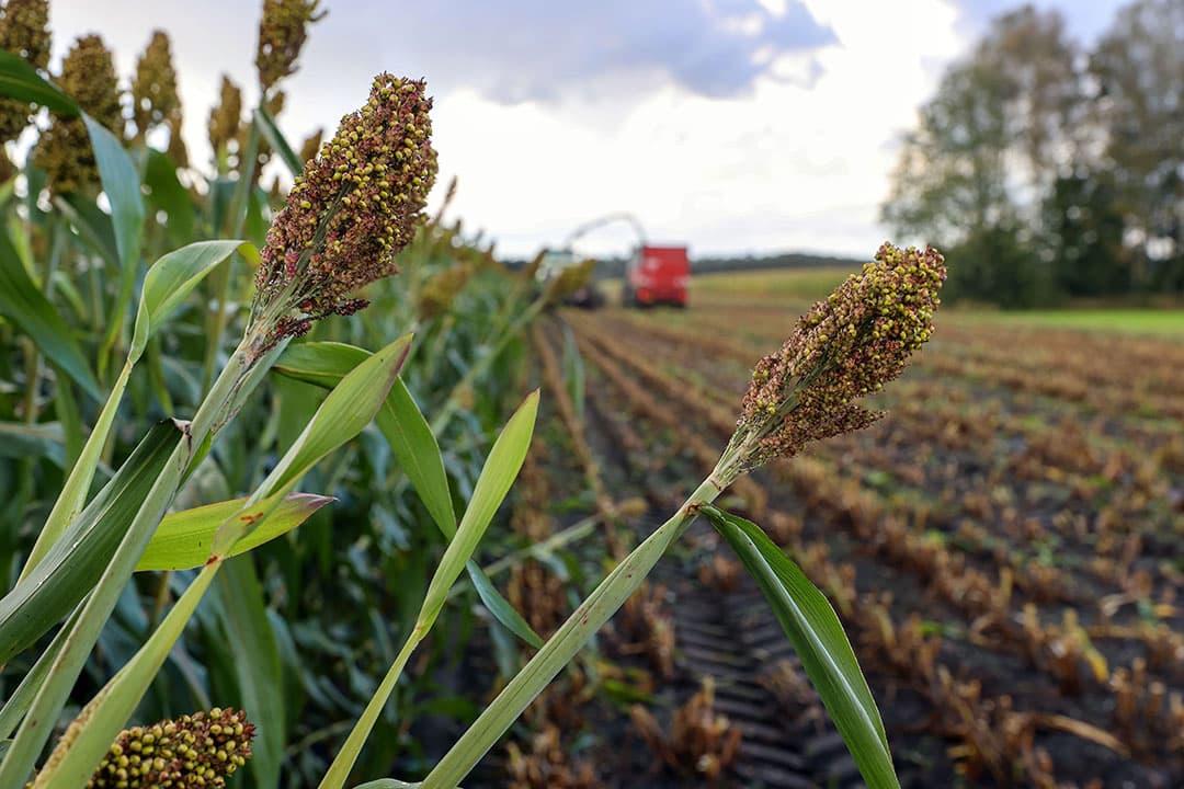 sorghum