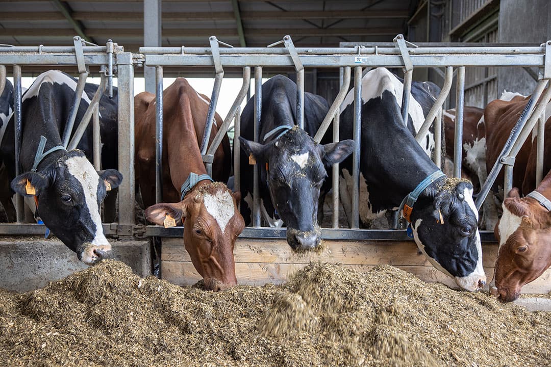 Vlaanderen kent geen uitkoopregeling, hoorde Henk Schoonvelde tijdens een bezoek aan een Vlaams melkveebedrijf. - Foto: Peter Roek