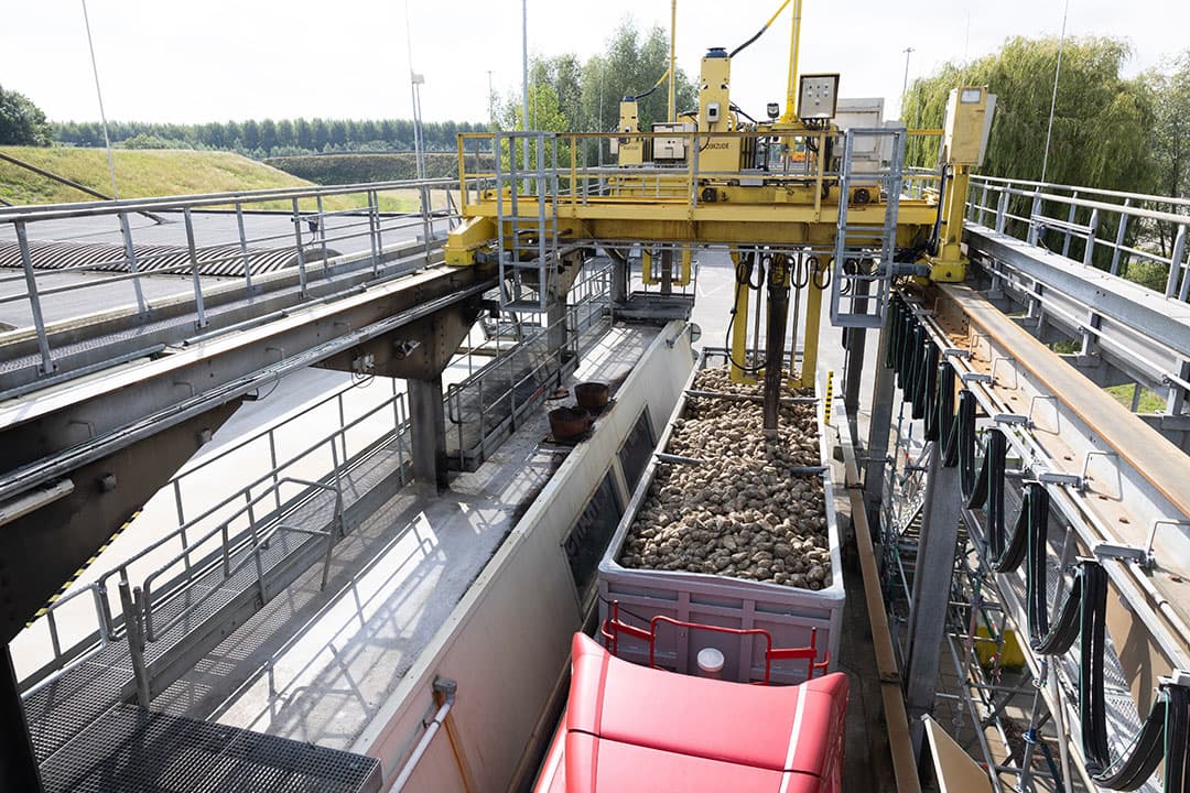 Suikerbieten