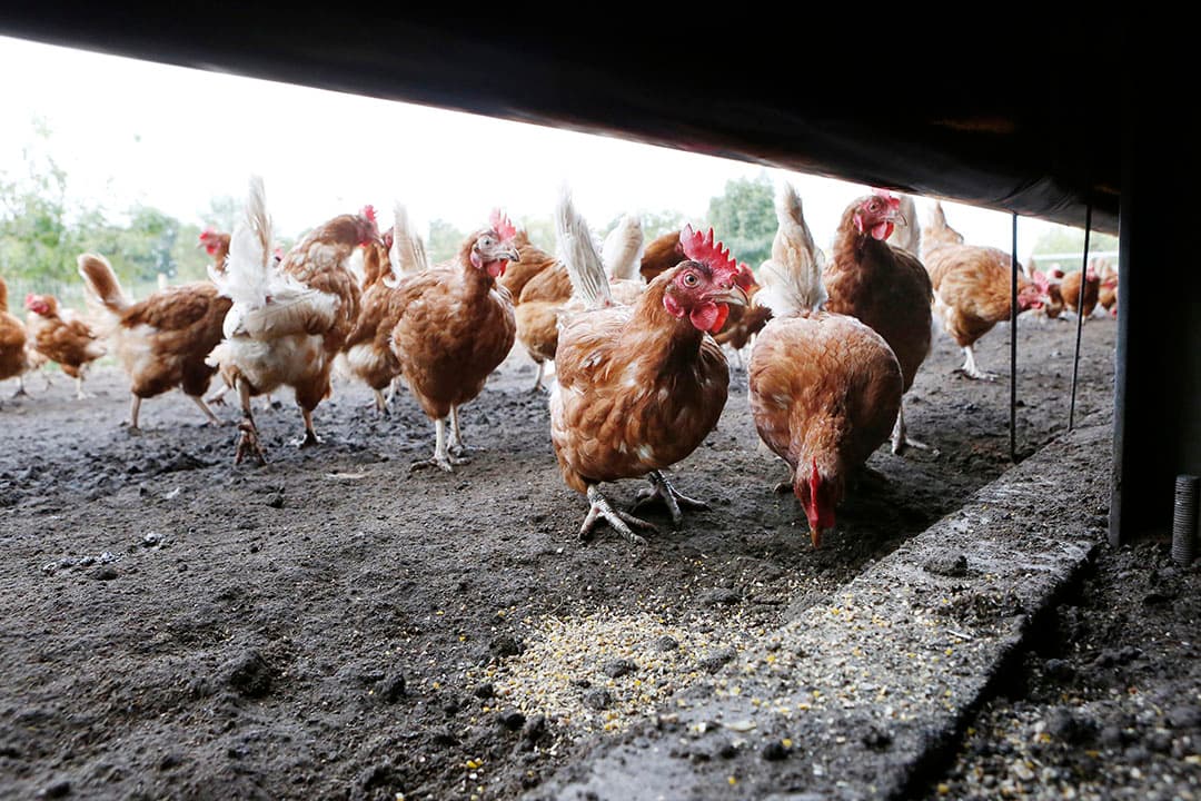 biologisch kippenvlees