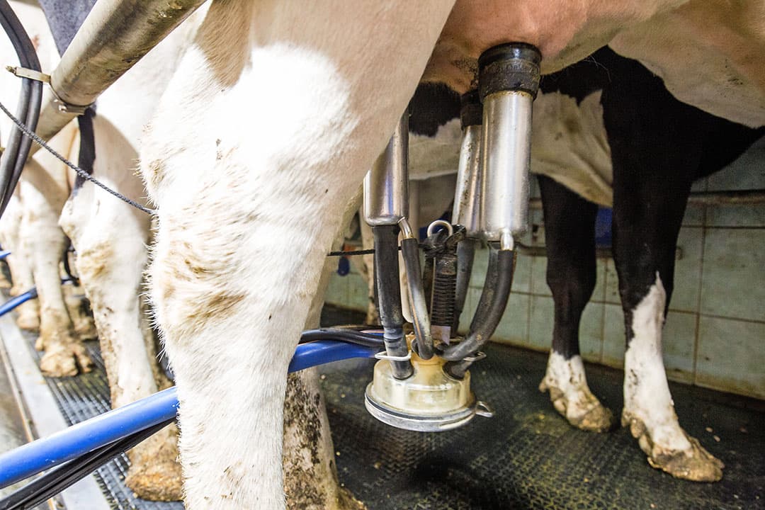 Goed en voldoende lang voorbehandelen, voorstralen en het toepassen van de wachttijd zijn van belang om bimodaliteit tijdens het melken te beperken. - Foto: Herbert Wiggerman