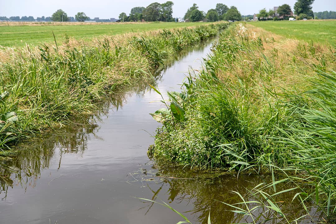 Langs sloten en beken moeten stroken teeltvrij blijven volgens het nieuwe GLB. Op deze bufferstroken mag je niet bemesten en niet bespuiten. Beweiden is toegestaan, maar de bufferstrook telt niet mee als mestruimte. - Foto: Cor Salverius Fotografie
