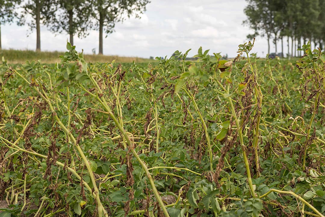 Aardappelgewas dat lijdt onder de droogte. De aardappelproductie valt tegen in Europa na een lange en zeer ongewone droge en hete zomer.  - Foto: Peter Roek