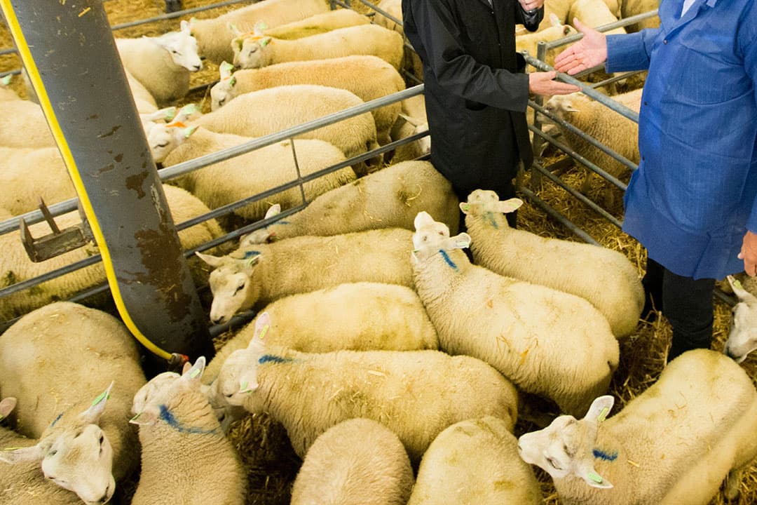 Verkoop van lammeren op veemarkt Leeuwarden. - Foto: Anne van der Woude