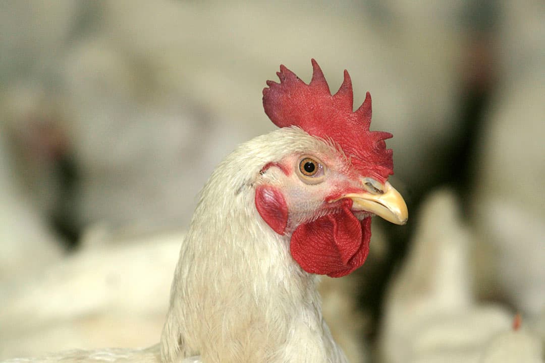 Foto: Koos Groenewold