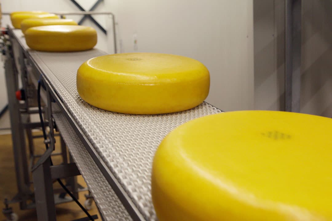De door A-ware gehanteerde werkelijk uitbetaalde melkprijs (WP) staat op € 63,06 per 100 kilo melk. - Foto: Michel Zoeter