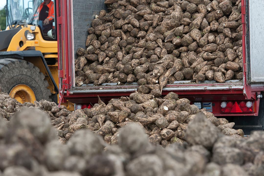 Europese suikerfabrieken beginnen eerder met de verwerking van de nieuwe suikerbietenoogst om zo gastekorten in de winter voor te zijn. - Foto: Mark Pasveer