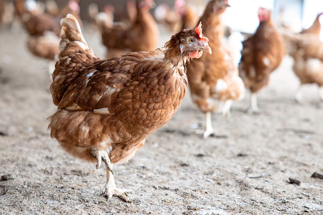 De afgelopen dagen wordt de pluimveesector opgeschrikt door een opleving van het aantal uitbraken van vogelgriep. - Foto: Peter Roek
