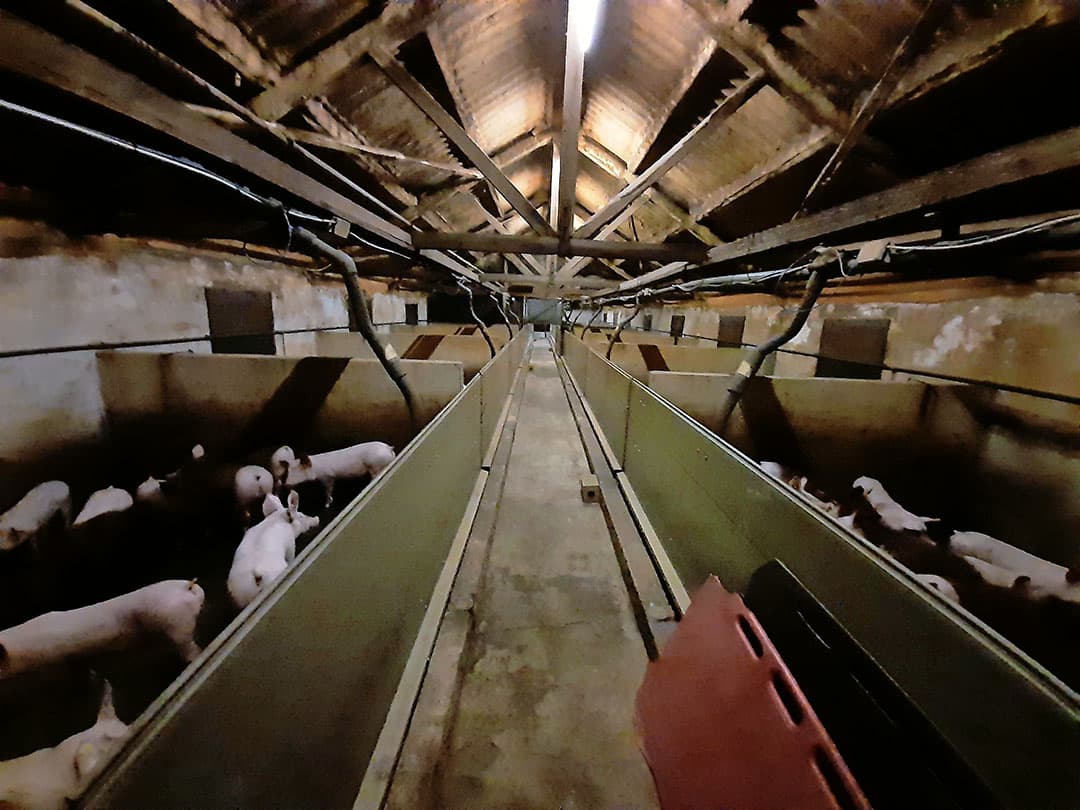 De stallen zijn in 2005 gerenoveerd. De lage plafonds zijn verwijderd en de afdelingen zijn voorzien van voergangventilatie. Ook is een deel van de hokinrichting vervangen.