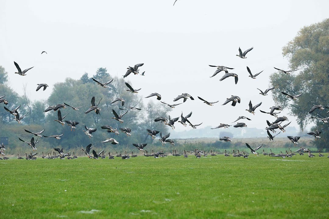 Een groep hoogpathogene vogelgriepvirussen handhaaft zich in meerdere soorten wilde vogels. - Foto: Henk Riswick