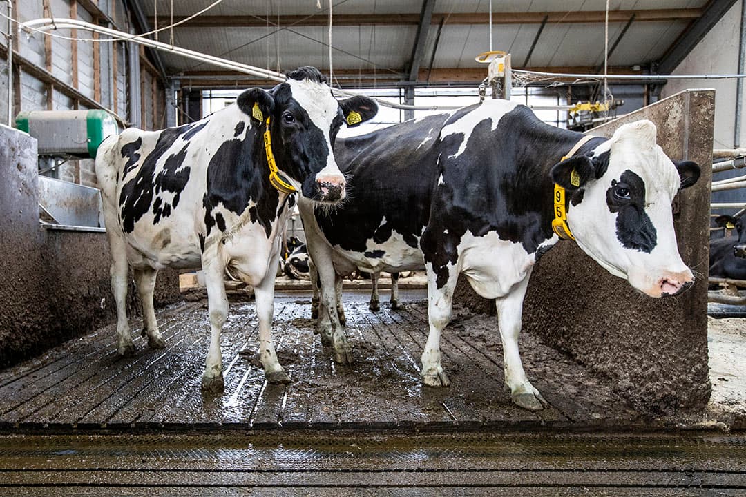 Onderzoek emissiearme vloeren. - Foto: Ronald Hissink