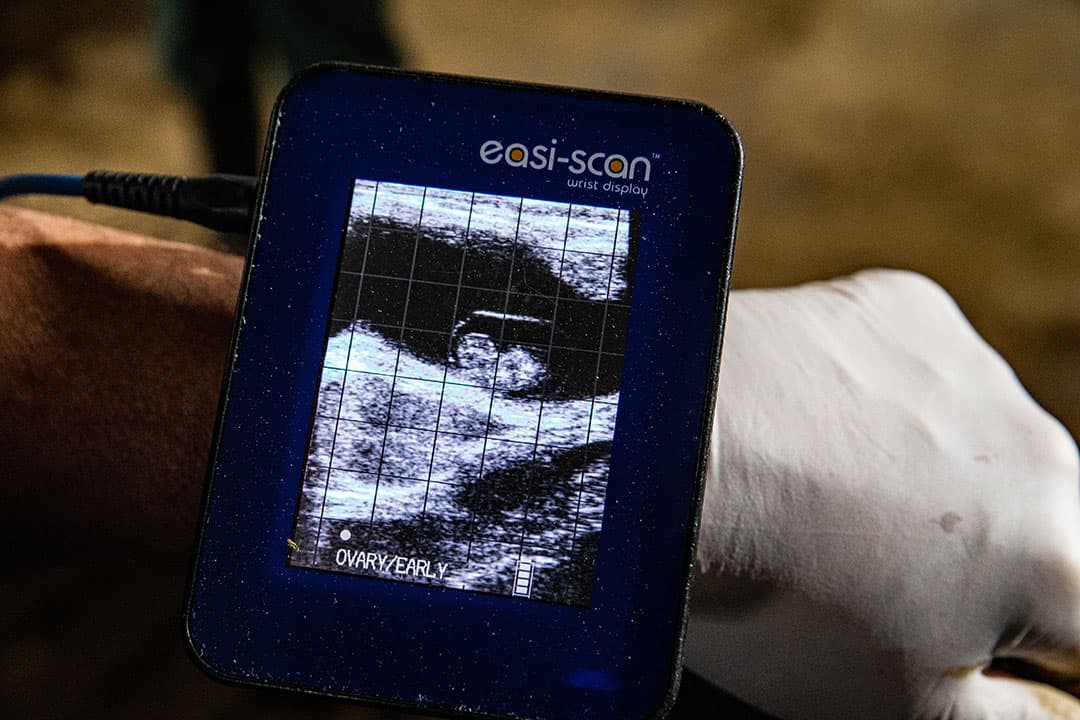 Scannen van een koe. Deze is drachtig. Heemskerk ziet na deze warmte dat er minder koeien aangeboden worden voor inseminatie en zodoende ook voor dracht scannen. - Foto: Ronald Hissink