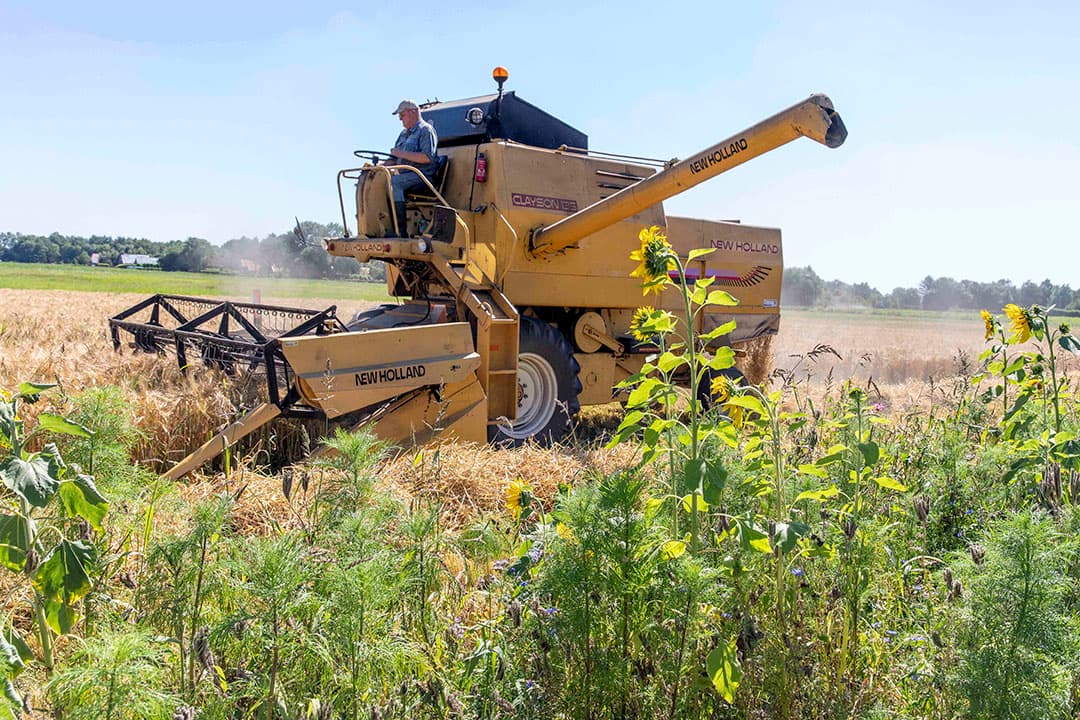 Oogst van zomergerst met bloemenrand langs het perceel. Met de teelt van rustgewassen, zoals winter- of zomergerst, en bloemenranden kunnen akkerbouwers punten krijgen voor de ecoregeling. - Foto: Koos van der Spek