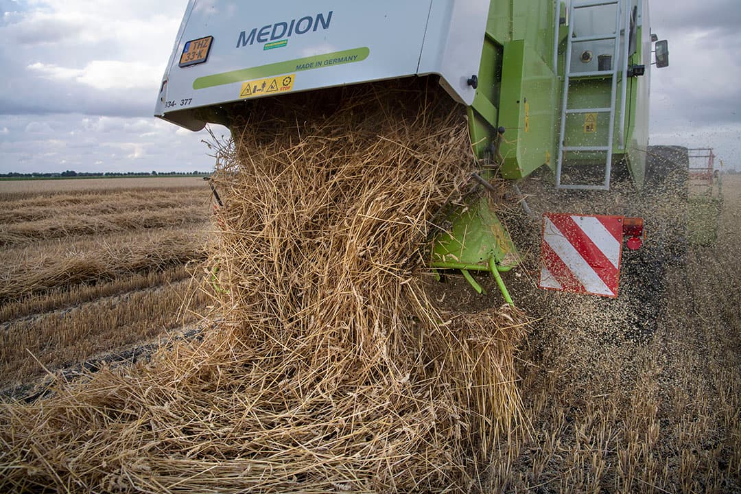 Graantelers die het stro afvoeren, teren in op de voorraad amorf silica in de grond. - Foto: Mark Pasveer