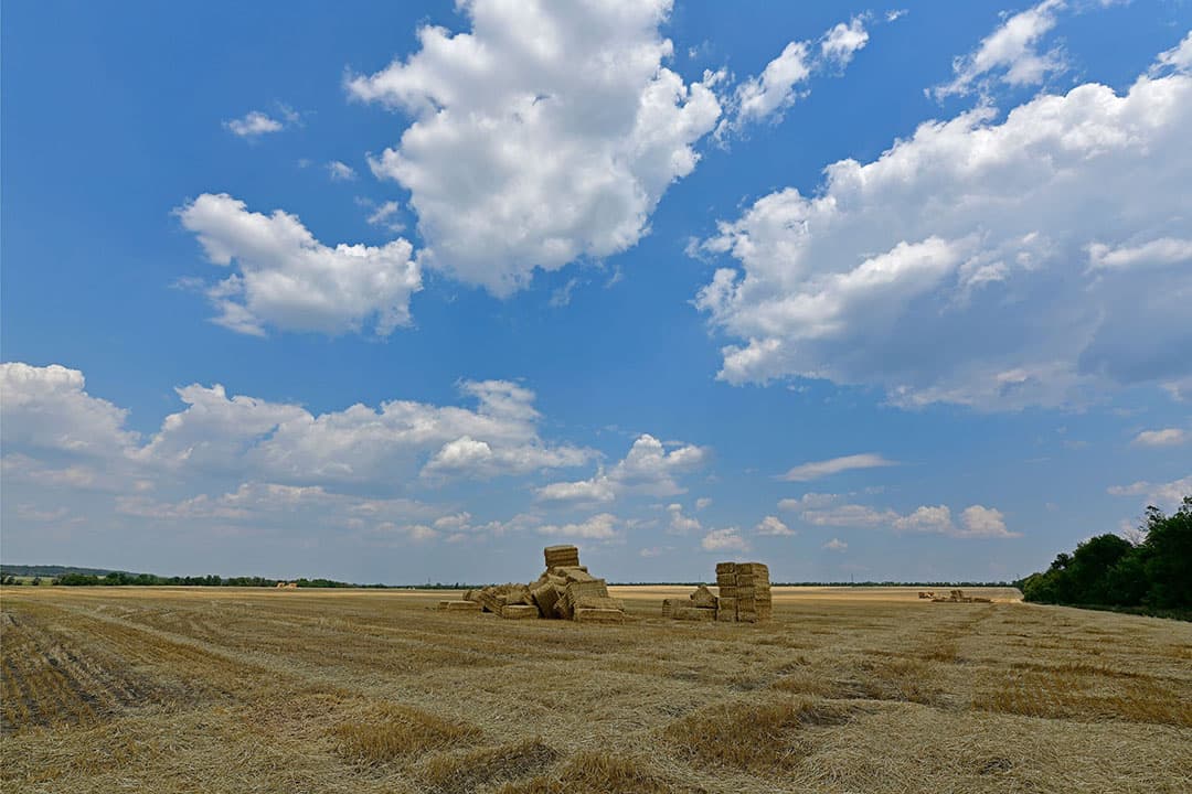 Graanveld in Oekraïne. Foto: Canva/Artem Gromov