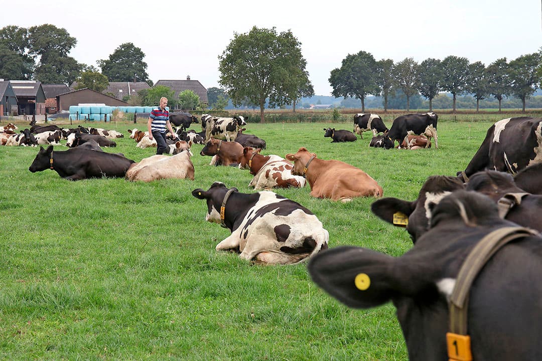 In de Achterhoek en Liemers draait de meest succesvolle Vruchtbare Kringloop en staat sinds enkele jaren op eigen benen. Er zijn zo’n 300 melkveehouders bij aangesloten. - Foto: Hans Prinsen