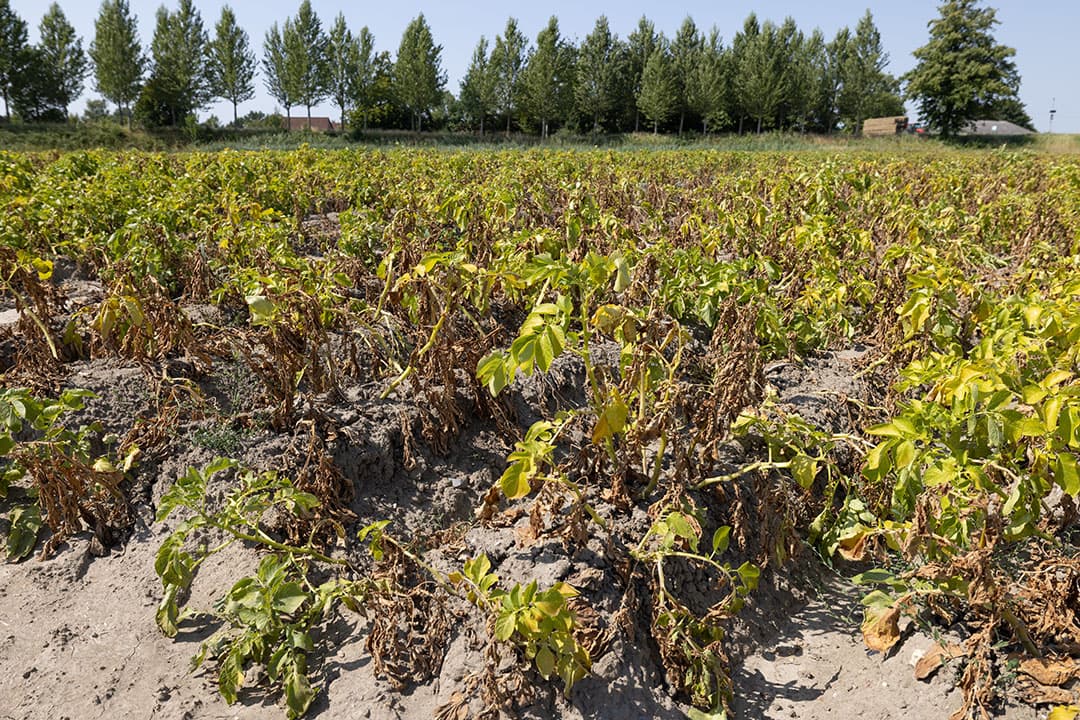 Verdorde aardappelen op Zuid-Beveland, eerder deze zomer. - Foto: Peter Roek