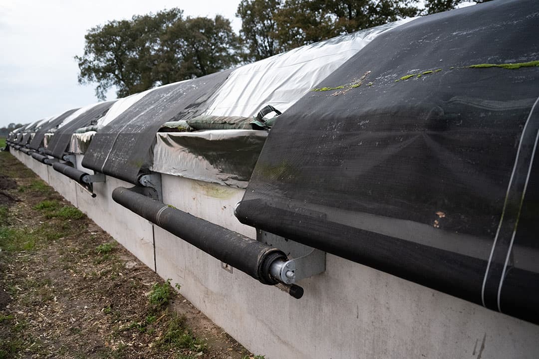 Ingekuilde mais (niet van betreffende veehouder). De veehouder uit Lunteren omschrijft het gas als een ‘roestkleurig gas, dat over de grond heen kruipt’. Ook hing er volgens hem een sterke geur rondom de kuil, heel anders dan normaal. - Foto: Michel Velderman