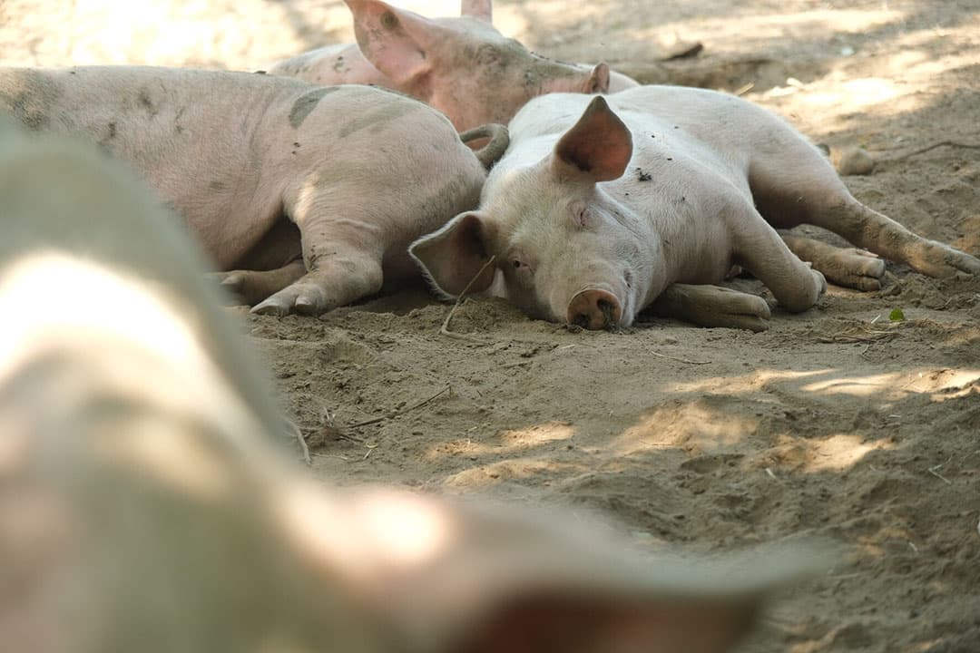 Scharrelvarkens zoeken verkoeling in de schaduw en het zand tijdens de hete zomer van 2022. - Foto: Twan Wiermans