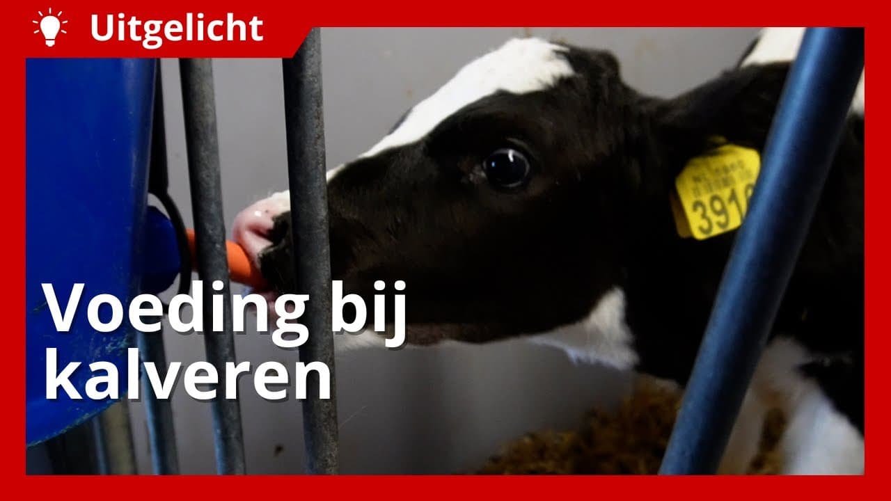Uitgelicht | Voeding bij kalveren
