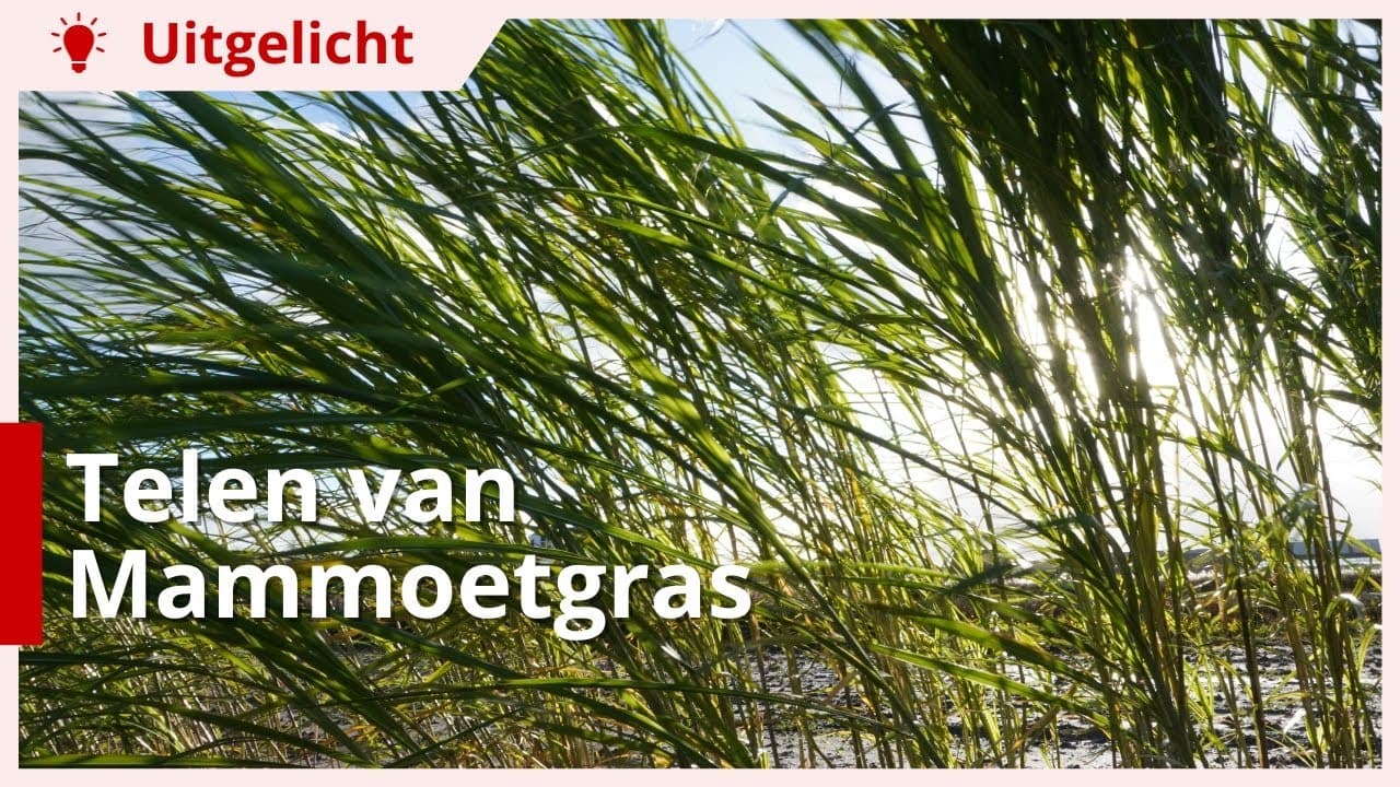 Uitgelicht | Telen van Mammoetgras