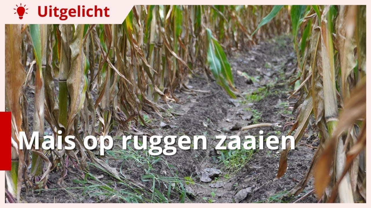 Uitgelicht | Mais op ruggen zaaien