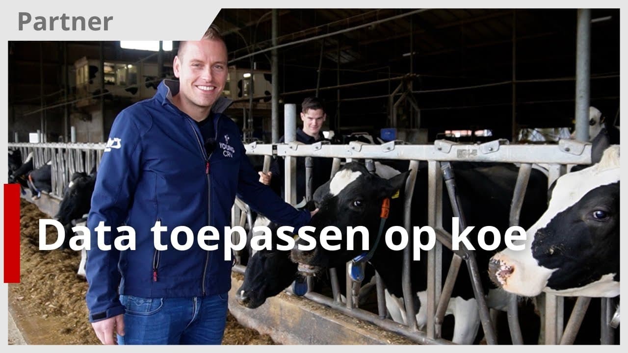 Koe als topsporter behandelen