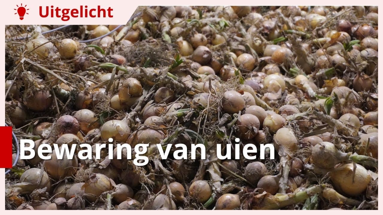 Uitgelicht | Bewaring van uien