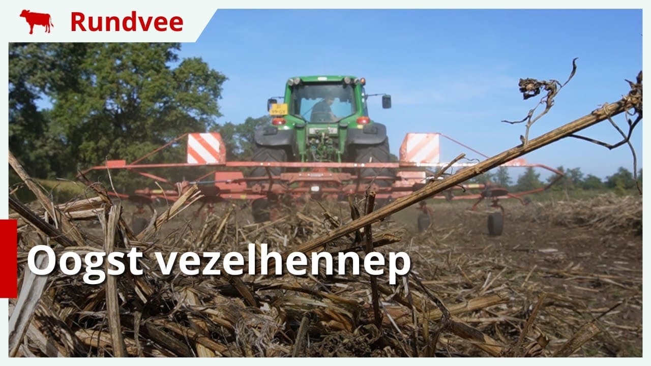 Hennepvezel oogsten