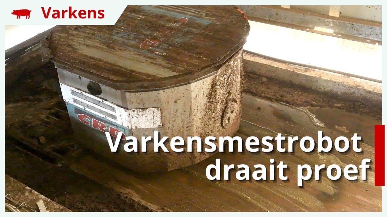 Varkensmestrobot draait proef