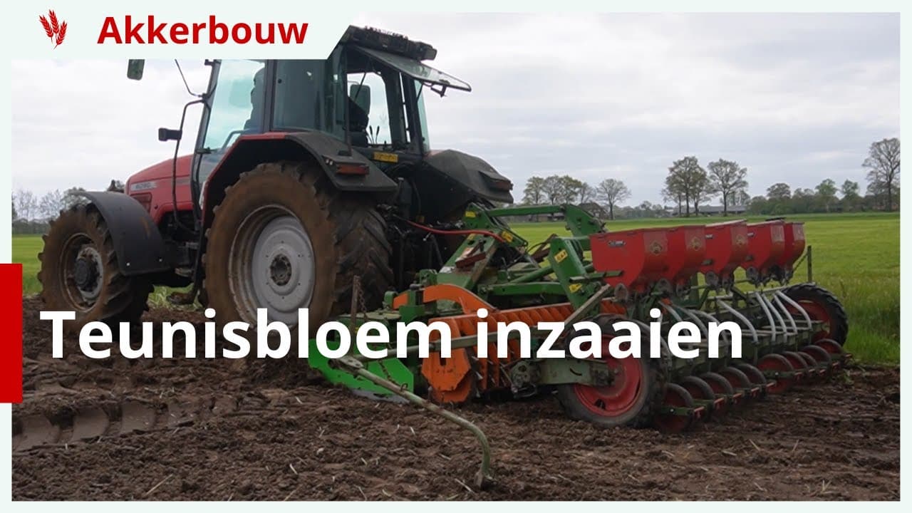 Proefveld teunisbloemen inzaaien