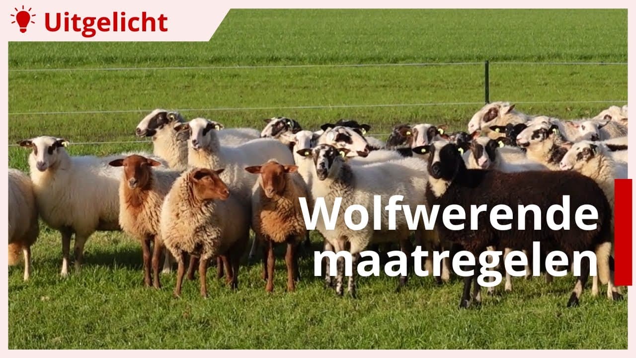Uitgelicht | Hoe houd je wolven weg?