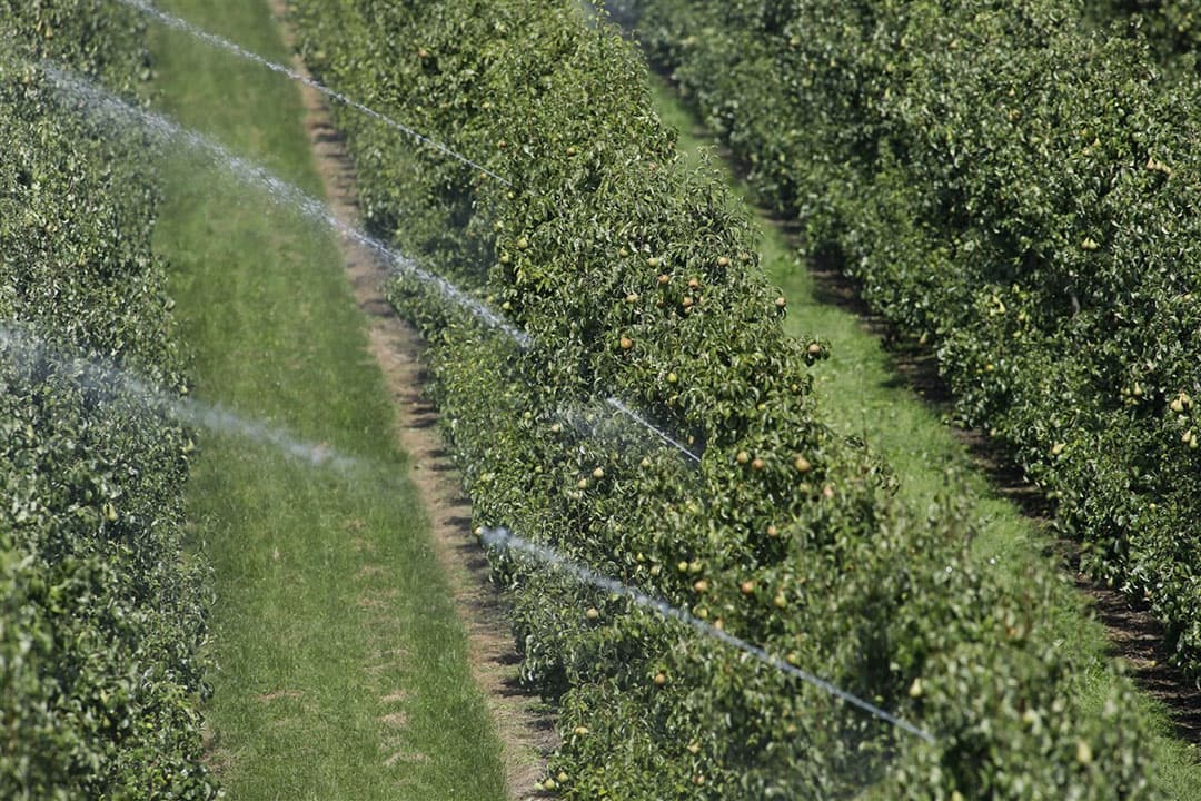 Beregenen van perenbomen. - Foto: ANP